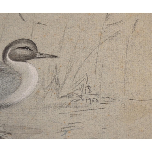 110 - Circle of Peter Scott, studies of ducks, pencil and watercolour, signed with initials and dated 1950... 