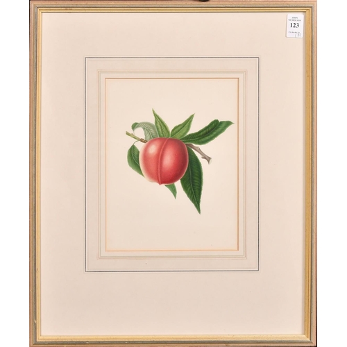 123 - 19th Century English School, a group of three watercolour studies of fruit, each 8.25