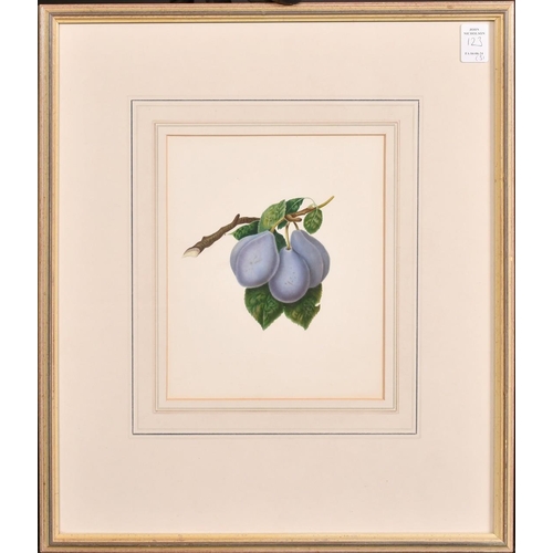 123 - 19th Century English School, a group of three watercolour studies of fruit, each 8.25