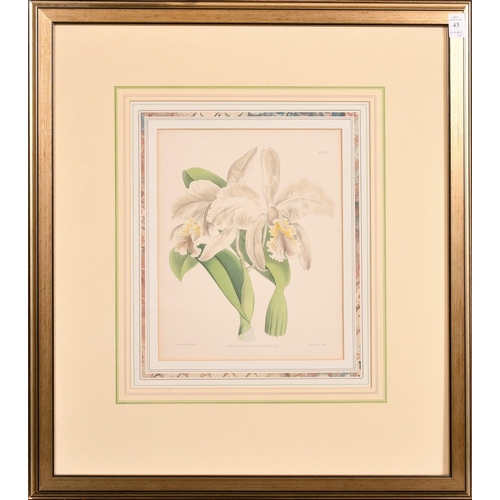 43 - John Nugent Fitch, two hand coloured lithographs of Irises, 11.75