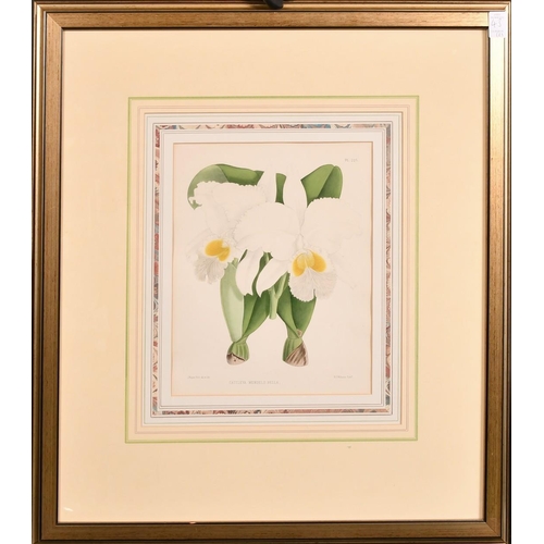 43 - John Nugent Fitch, two hand coloured lithographs of Irises, 11.75