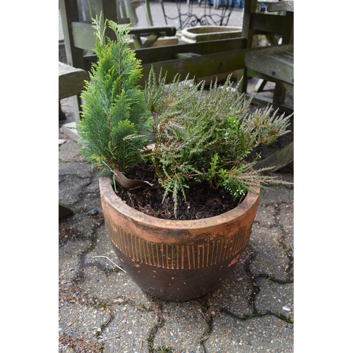 26 - Two terracotta plant pots containing plants.