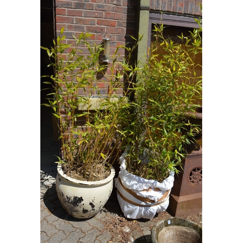 30 - A large plant pot containing a bamboo together with a similar bamboo plant (lacking pot).