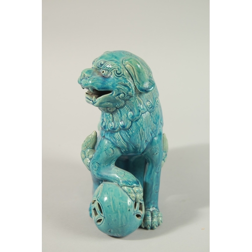 31 - A CHINESE TURQUOISE GLAZE PORCELAIN LION DOG, 20.5cm high.