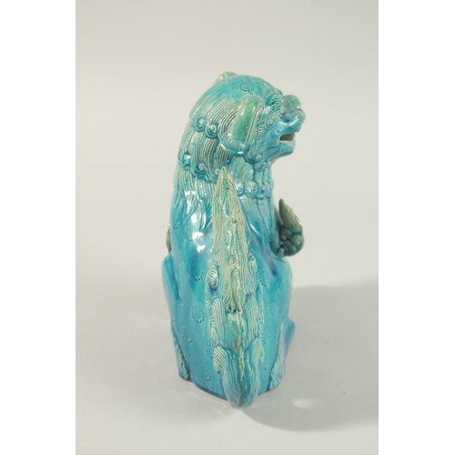 31 - A CHINESE TURQUOISE GLAZE PORCELAIN LION DOG, 20.5cm high.