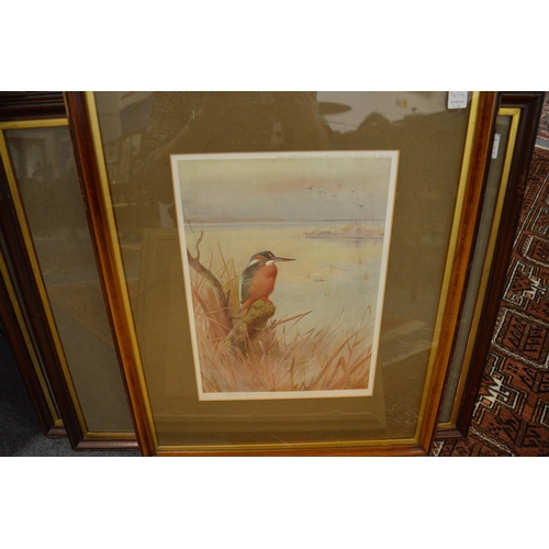 414 - Archibald Thorburn, four pencil signed colour prints depicting wood pigeons, kingfisher, pin tailed ... 