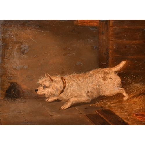 243 - Late 19th Century English School, a terrier patiently waiting, oil on canvas, 9