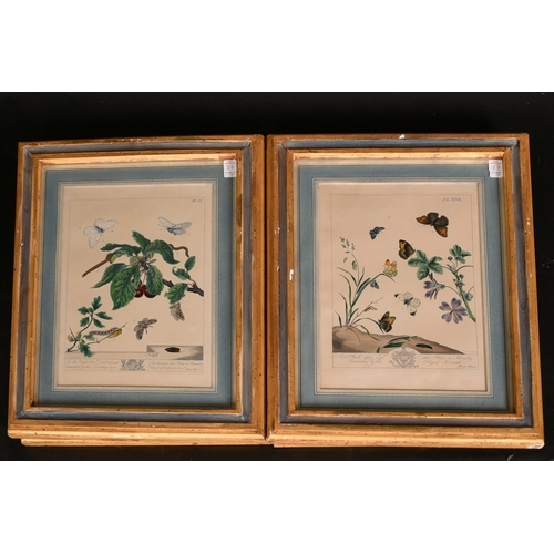 39 - Moses Harris, a set of eight butterfly prints, later impressions, each 14