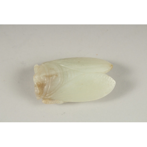 1032 - A GOOD CHINESE CARVED JADE LOCUST, 5cm x 3cm.