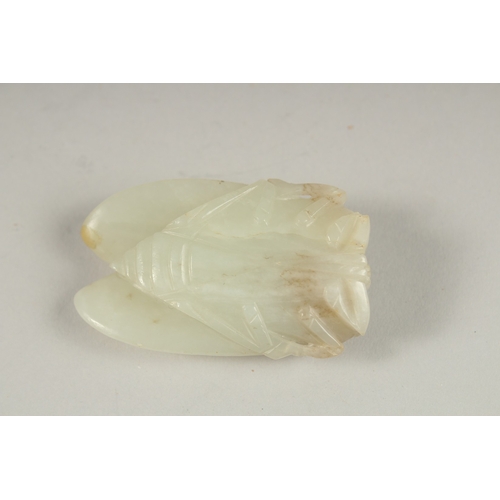 1032 - A GOOD CHINESE CARVED JADE LOCUST, 5cm x 3cm.