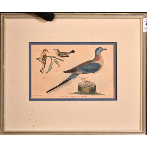 46 - A hand coloured engraving of a pigeon, 5