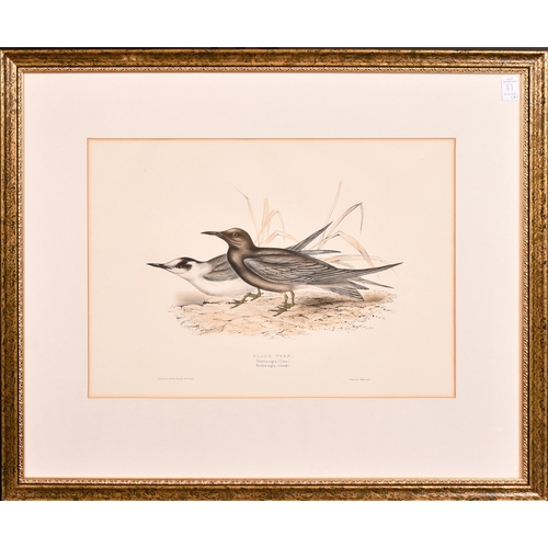 51 - John Gould, a group of four hand coloured lithographs, each around 14