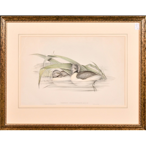 51 - John Gould, a group of four hand coloured lithographs, each around 14