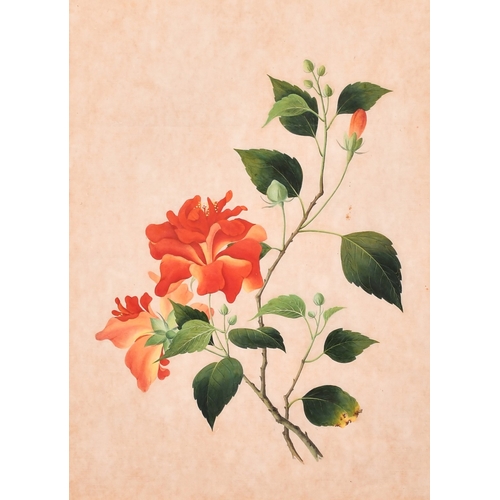 199 - COMPANY SCHOOL, 19TH CENTURY, A BOTANICAL STUDY, opaque watercolour, 15