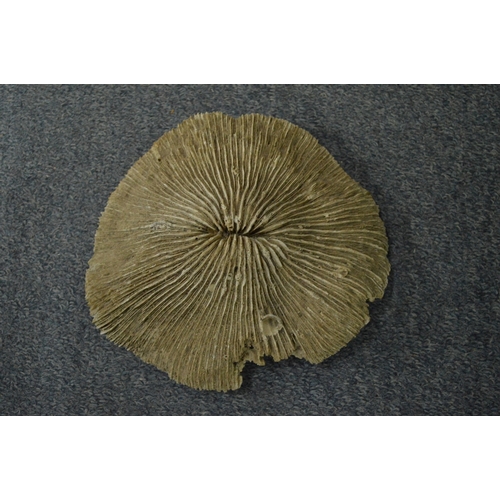 663 - A piece of mushroom coral.