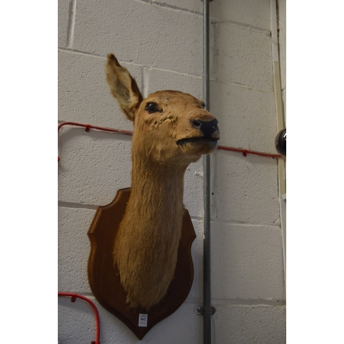 862 - Stuffed and mounted deers heads on a shield shaped plaque.