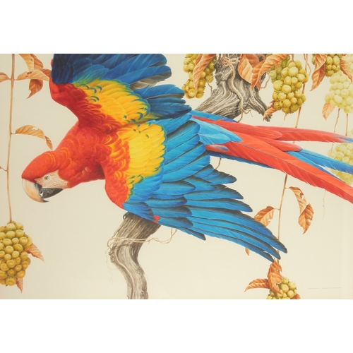 296 - DAVID ORD KERR. A scarlet macaw on a fruiting vine, watercolour. Signed. 21