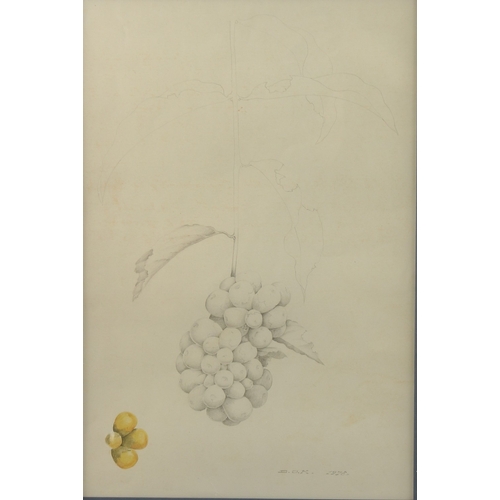 297 - DAVID ORD KERR. A study of grapes, pencil and watercolour. Signed with initials and dated 1978. 13.5... 