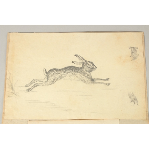 57 - EARLY 19TH CENTURY ENGLISH SCHOOL. A Study of a Hare, pencil, unframed. 6