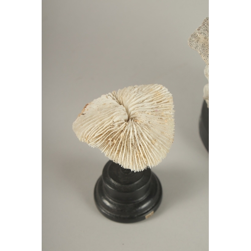 688 - A GROUP OF THREE CORAL SPECIMENS ON STAND. Largest: 16cms high.