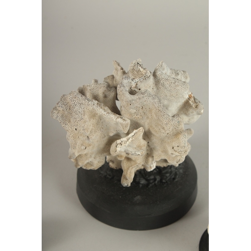 688 - A GROUP OF THREE CORAL SPECIMENS ON STAND. Largest: 16cms high.