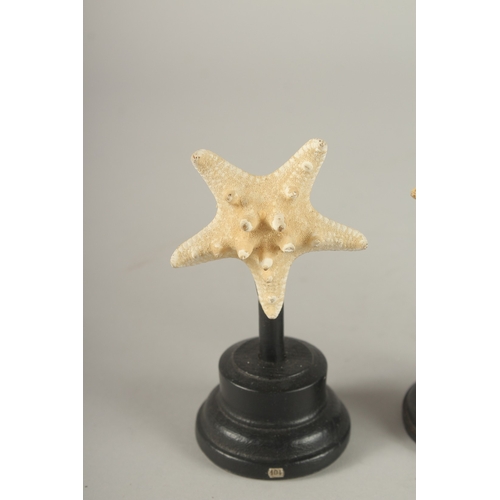 689 - A GROUP OF THREE STARFISH SPECIMENS ON STANDS. Largest: 15cms high.