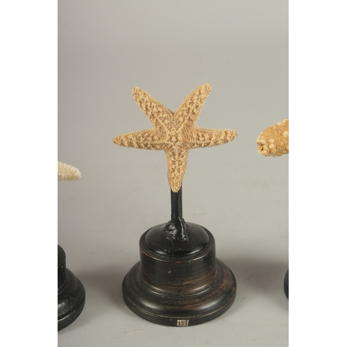 689 - A GROUP OF THREE STARFISH SPECIMENS ON STANDS. Largest: 15cms high.