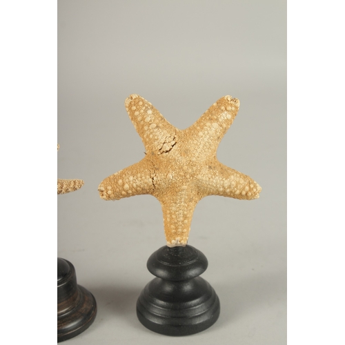 689 - A GROUP OF THREE STARFISH SPECIMENS ON STANDS. Largest: 15cms high.