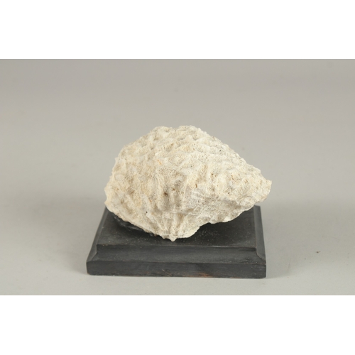 709 - A CORAL SPECIMEN on a wooden base.