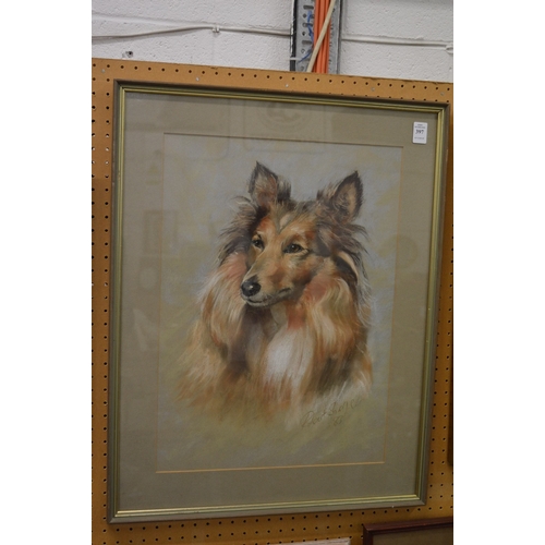 397 - Robert Sharpe, portrait of a collie dog, pastel.