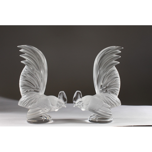 541 - A GOOD PAIR OF LALIQUE GLASS COCKERELS on circular bases. Engraved Lalique, France. 8.5ins high.