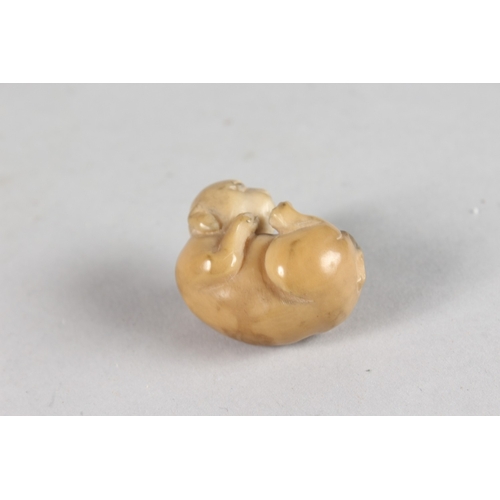 44 - A JAPANESE CARVED NETSUKE OF A COILED ANIMAL, 4cm.