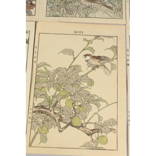 56 - KEINEN IMAO (1845-1924): FROM THE SERIES OF KEINEN'S ALBUM OF BIRDS AND FLOWERS; eight original late... 