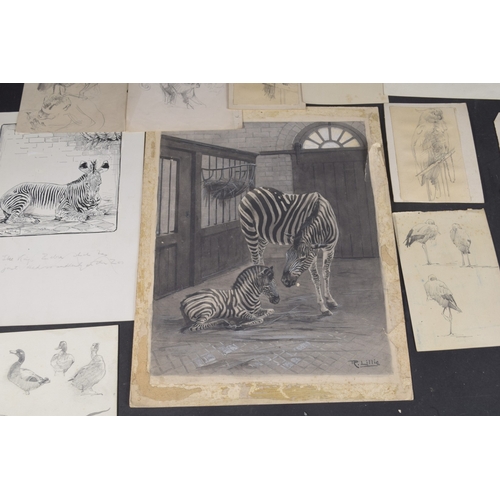 114 - ROBERT LILLIE (1867-1949) Zebra and young in a pen, unframed monochrome watercolour, signed 12.75