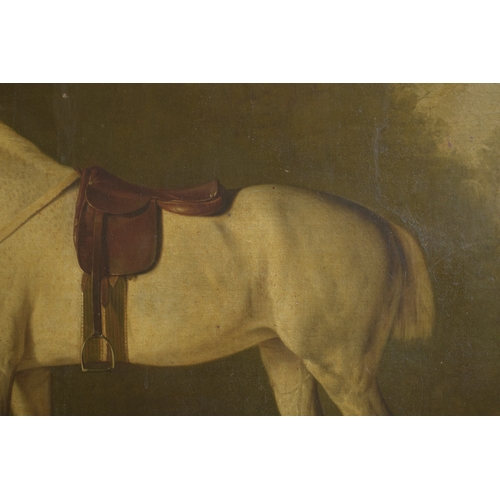 240 - ATTRIBUTED TO GEORGE STUBBS (1724-1806) Grey horse with a saddle in a landscape setting with trees a... 