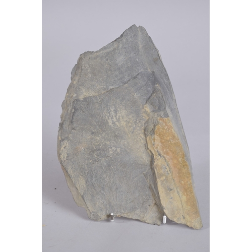 122 - A RARE AND UNUSUAL POSSIBLE TIBETAN ENGRAVED SCHIST STONE FRAGMENT, with carved calligraphy, 23cm wi... 