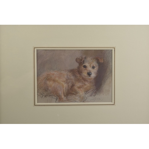 29 - NEIL FORSTER (1940-2016) 'Chippo' terrier dog, pastel, signed, Chris Beetles Gallery label, 7.25