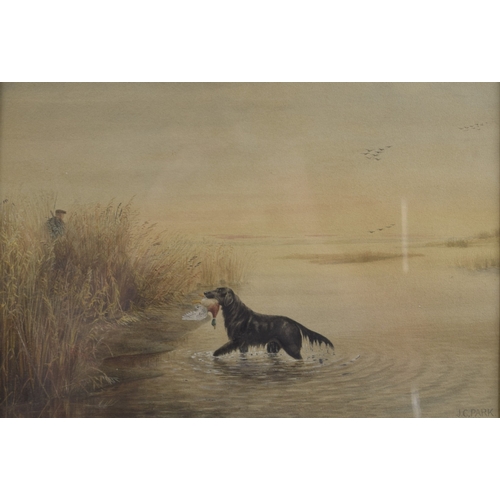 41 - JAMES CHARLES PARK (1858-1938) Retriever with Mallard and wildfowler in the reed beds, watercolour, ... 