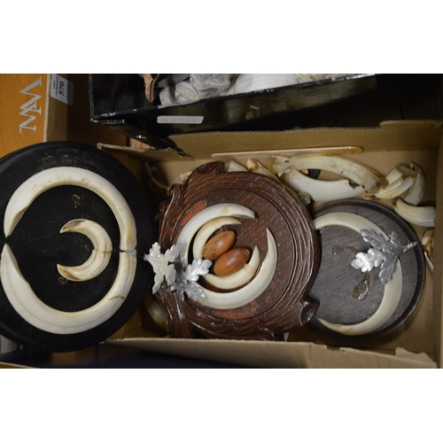 567 - Boars tusks mounted as trophies.