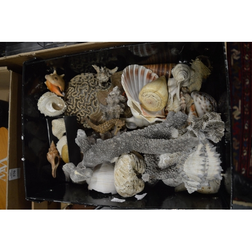 569 - Corals and shells.