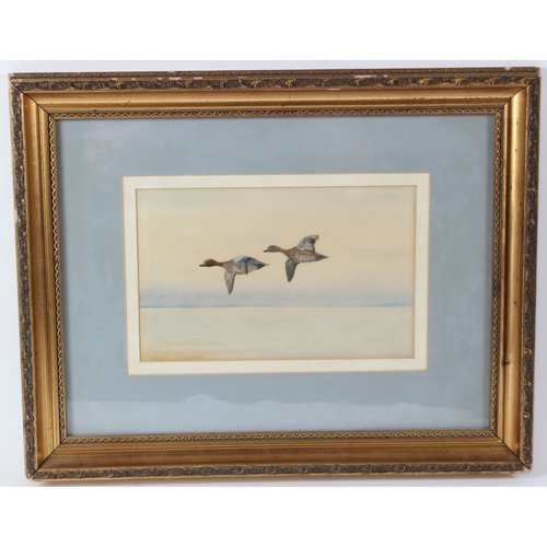 26 - PHILIP RICKMAN (1891-1982)  'Widgeon in Flight'  watercolour  signed in pencil  16 x 25.5cm