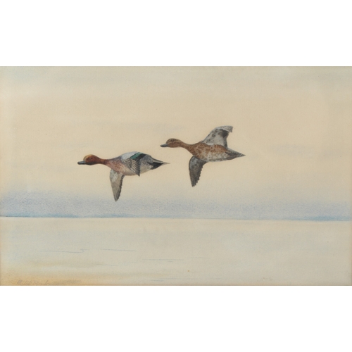 26 - PHILIP RICKMAN (1891-1982)  'Widgeon in Flight'  watercolour  signed in pencil  16 x 25.5cm