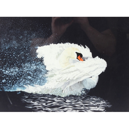 38 - AURIOL ANNETTE HART (d.2009)  Mute swan  gouache and watercolour  signed  28 x 38cm