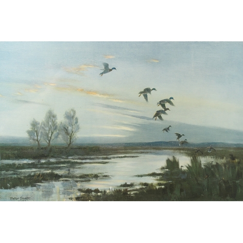 107 - PETER SCOTT  Mallards flighting in  colour print  signed in pencil  Trade Guild blindstamp  publishe... 