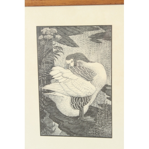 95 - C F TUNNICLIFFE  'Gander'  wood engraving  and another of geese  pair each 25 x 20cm (2)