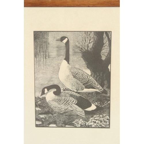 95 - C F TUNNICLIFFE  'Gander'  wood engraving  and another of geese  pair each 25 x 20cm (2)