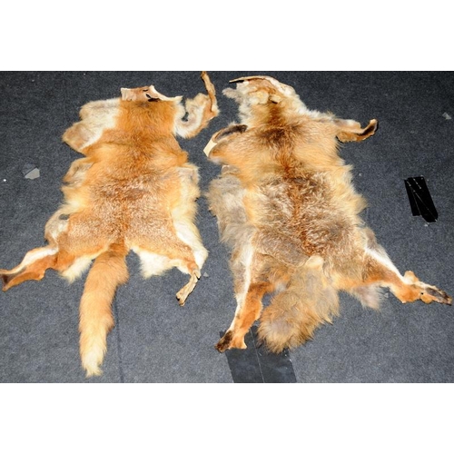 184 - Two taxidermy fox pelts c/w a number of fox brushes