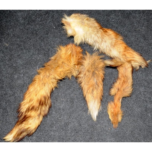 184 - Two taxidermy fox pelts c/w a number of fox brushes