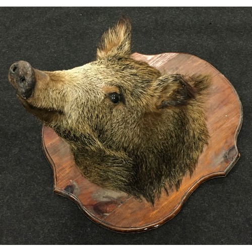 264 - Taxidermy study of a mounted Boar's head. Wooden shield measures 60x47cm.