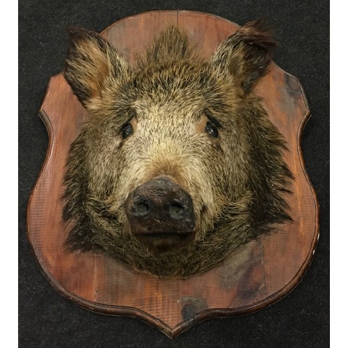 264 - Taxidermy study of a mounted Boar's head. Wooden shield measures 60x47cm.